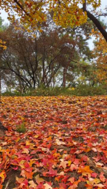 這裡秋風醉紅楓
