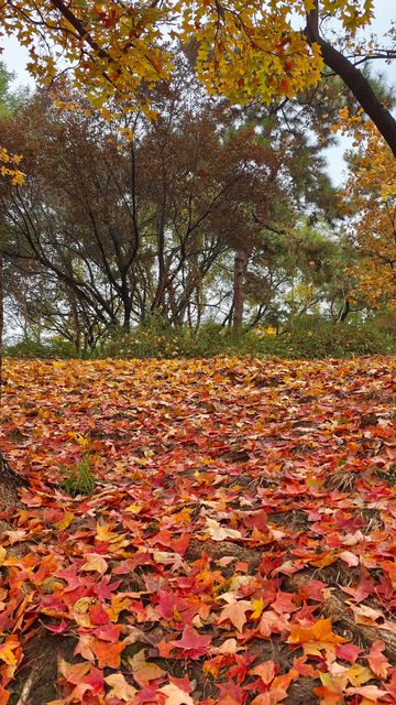 這裡秋風醉紅楓 這裡秋風醉紅楓