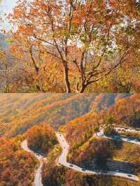 這是每年秋天我都會去一次的賞秋路線，武漢2h！