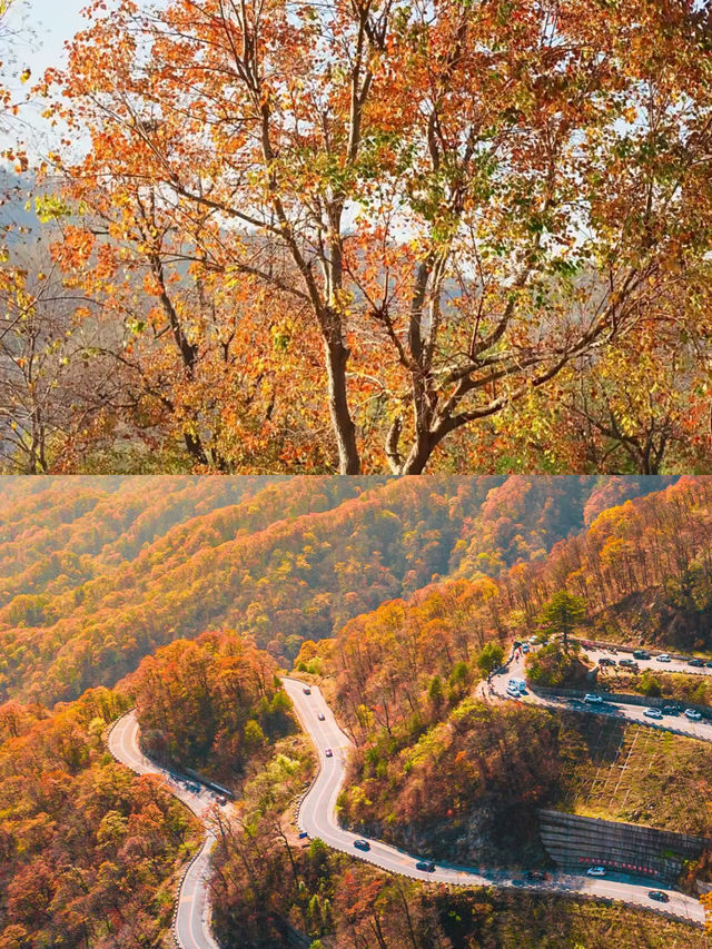 這是每年秋天我都會去一次的賞秋路線，武漢2h！