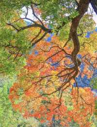 帶父母崂山賞秋輕鬆攻略：慢品山海秋韻