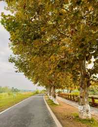 成都秋色指南：銀杏、紅楓與市井煙火交織的浪漫