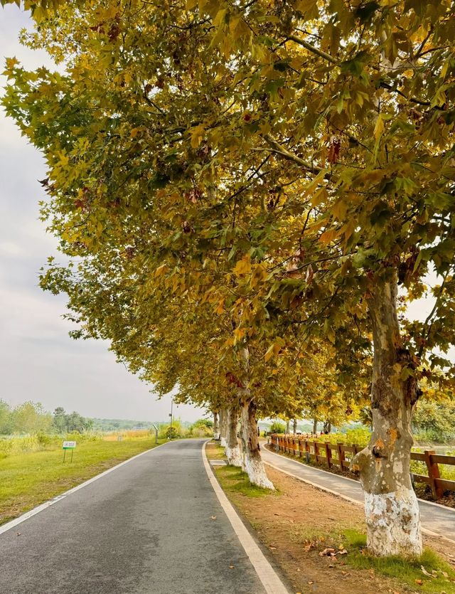 成都秋色指南：銀杏、紅楓與市井煙火交織的浪漫