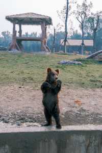 宿遷森迪自駕封神!開著車闖進動物狂歡局