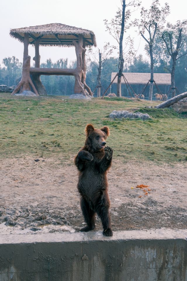 宿遷森迪自駕封神!開著車闖進動物狂歡局 宿遷森迪自駕封神!開著車闖進動物狂歡局