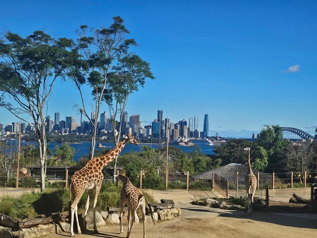 住進動物園的夜！Taronga最美棲息之旅