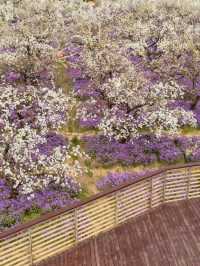 三臺山梨蘭會，浪漫的天花板！