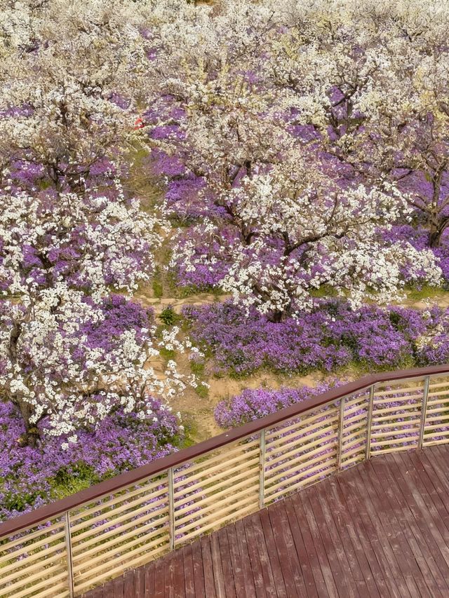 三臺山梨蘭會，浪漫的天花板！