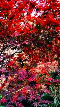 秋日青島楓葉秘境