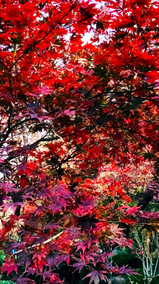 秋日青島楓葉秘境 秋日青島楓葉秘境