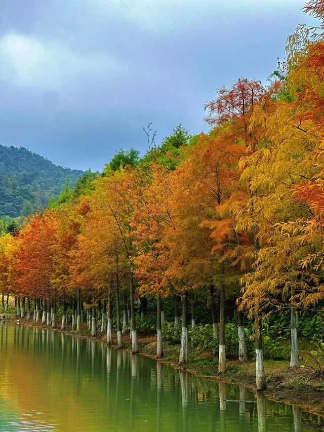 嶺南紅葉世界 嶺南紅葉世界