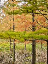 11.24實拍！上海賞秋！三林濱江城市森林！