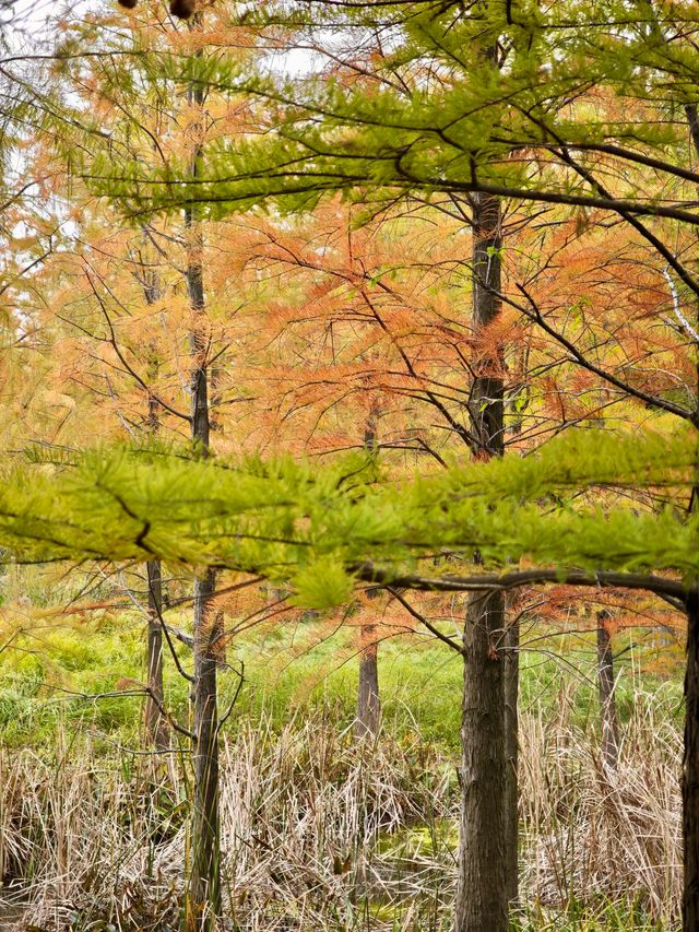 11.24實拍！上海賞秋！三林濱江城市森林！