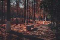 紅楓林裡看泉州