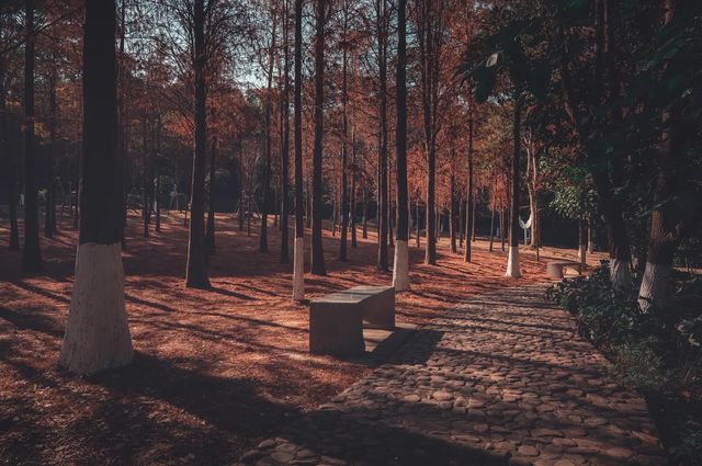 紅楓林裡看泉州