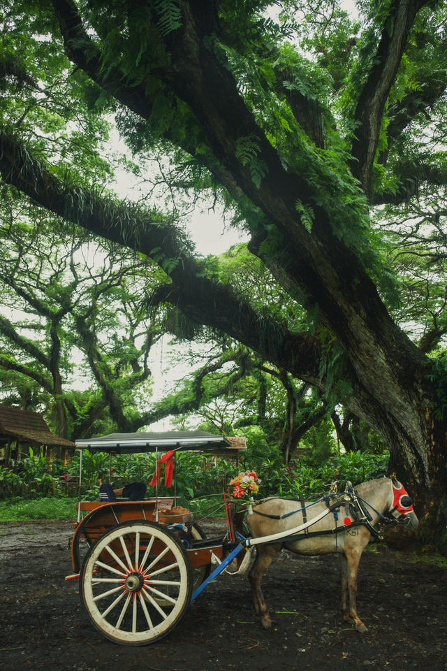 沒想到我拍到了現實版綠野仙蹤 沒想到我拍到了現實版綠野仙蹤