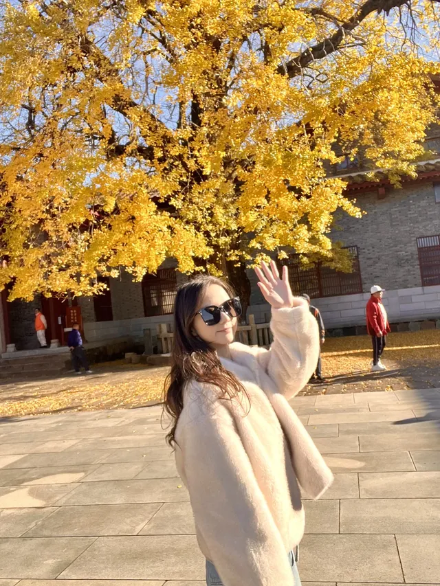 南昌周邊|九江雲居山的千年銀杏 滿樹金黃 南昌周邊|九江雲居山的千年銀杏 滿樹金黃