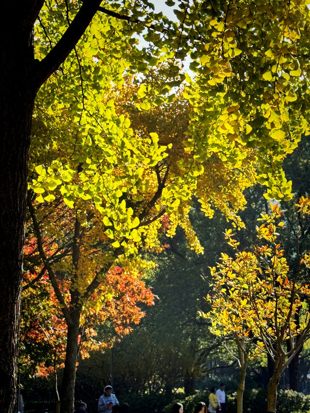 都市中的秋日詩篇 都市中的秋日詩篇