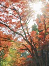 上海東郊賓館|滬上秋景絕絕子人間仙境