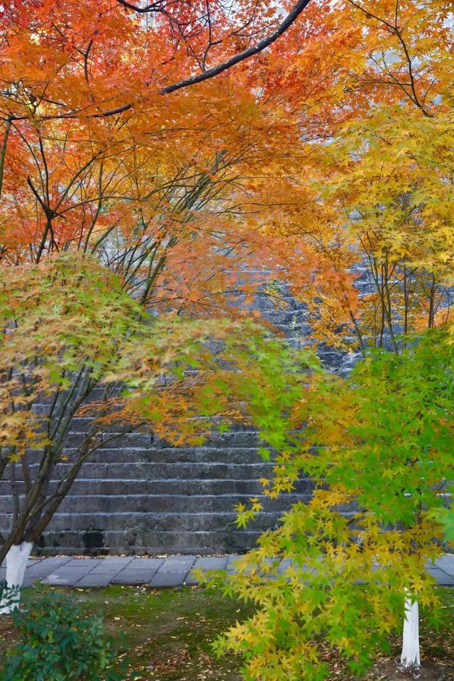 南京秋日限定老門東的楓葉紅牆美哭了! 南京秋日限定老門東的楓葉紅牆美哭了!