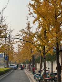 龍華寺的銀杏葉黃啦