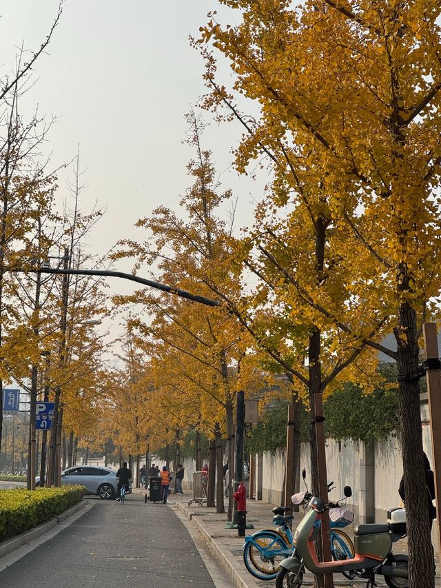 龍華寺的銀杏葉黃啦