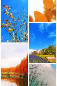 梧桐金雨絕絕子！世紀公園秋日限定攻略