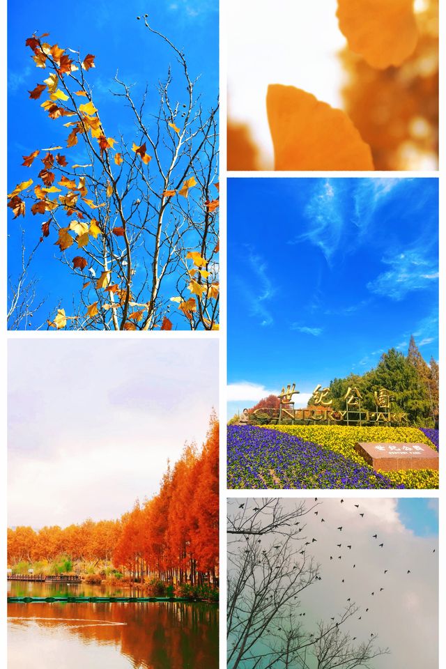 梧桐金雨絕絕子！世紀公園秋日限定攻略