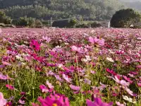 雲浮前鋒鎮|冬季闖進粉色格桑花海