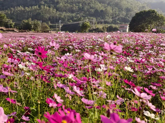 雲浮前鋒鎮|冬季闖進粉色格桑花海 雲浮前鋒鎮|冬季闖進粉色格桑花海