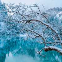 下雪的九寨溝美到窒息！這場"豪賭"太值了