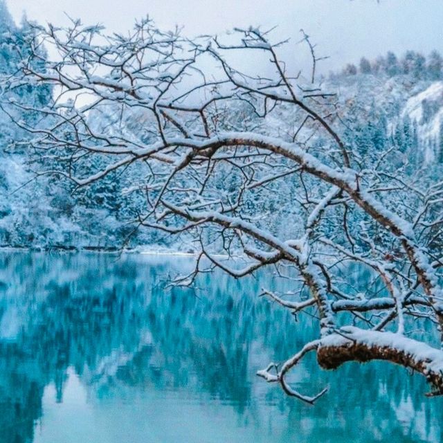 下雪的九寨溝美到窒息！這場"豪賭"太值了