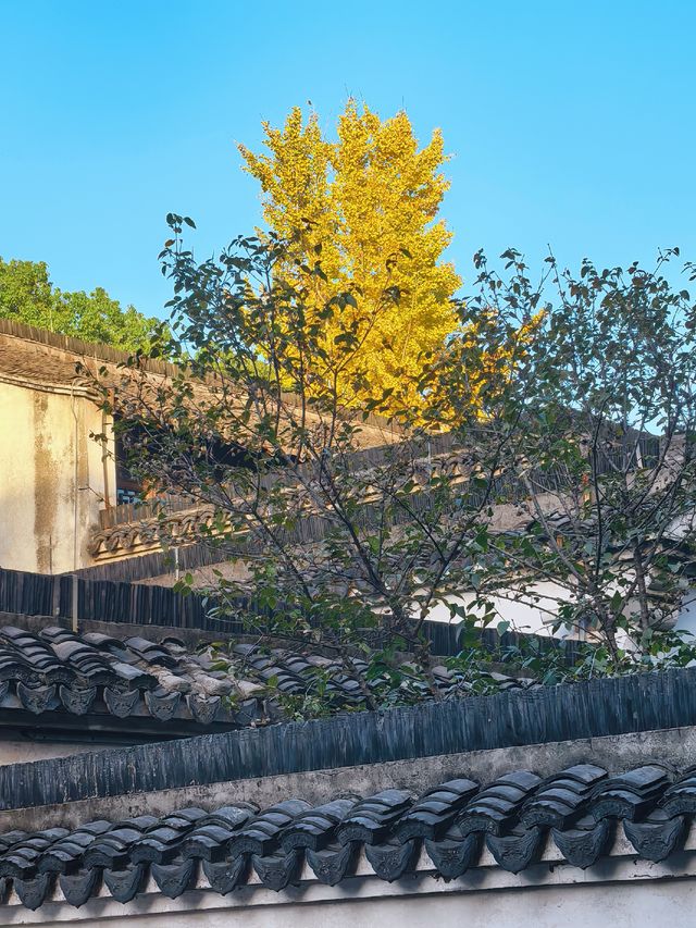 滿城秋色,一宅金黃 滿城秋色,一宅金黃