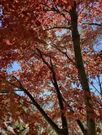 今日實況,指南村的楓葉紅了