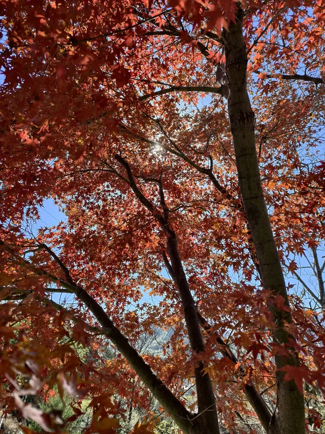 今日實況,指南村的楓葉紅了 今日實況,指南村的楓葉紅了