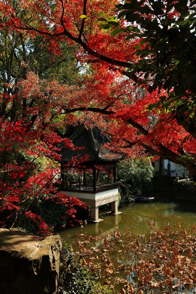 不愧為上海五大園林,驚嘆老祖宗的審美! 不愧為上海五大園林,驚嘆老祖宗的審美!