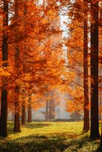 江蘇這片紅杉秘境美炸了!12月最佳觀賞期僅剩2週