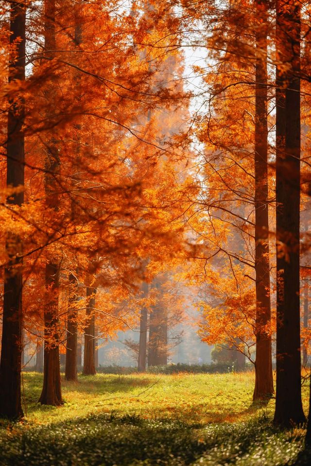 江蘇這片紅杉秘境美炸了!12月最佳觀賞期僅剩2週 江蘇這片紅杉秘境美炸了!12月最佳觀賞期僅剩2週