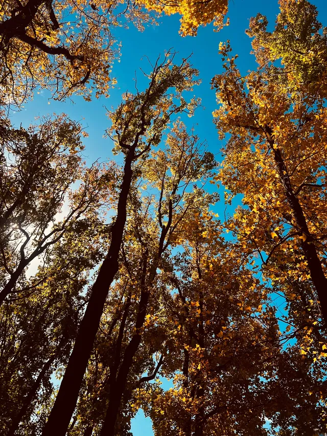 香港上學日常:在香港維園發現一處北方秋天 香港上學日常:在香港維園發現一處北方秋天