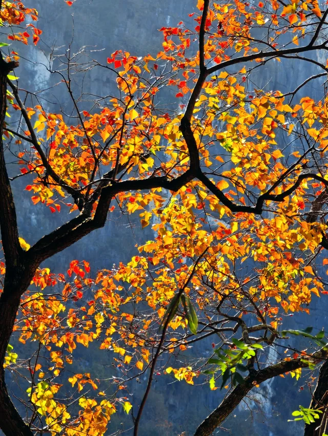 桂林陽堤隱藏款！原來「月光烏桕」的浪漫和月