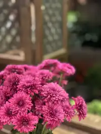 孕期旅行雲南｜沙溪古鎮、麗江 悠閒假期～