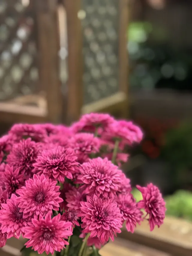 孕期旅行雲南｜沙溪古鎮、麗江 悠閒假期～