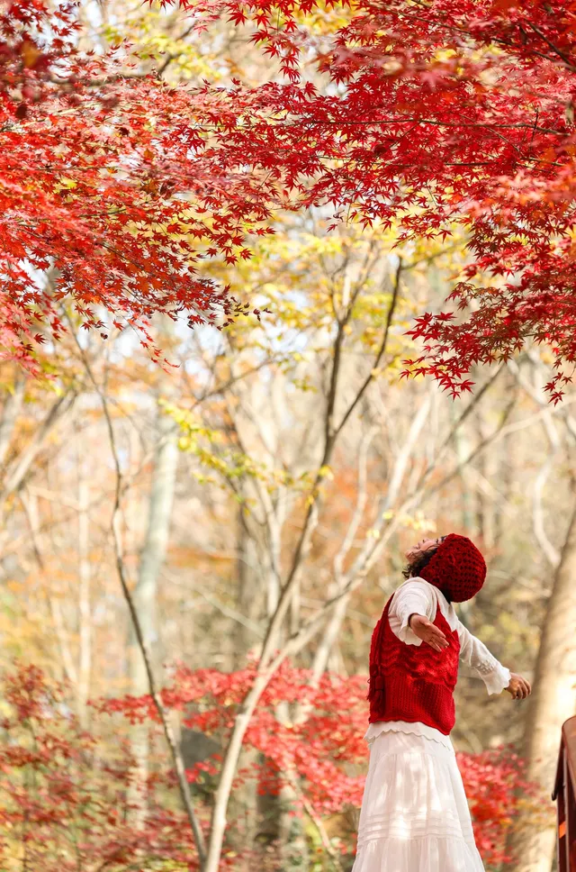 12·1南京棲霞山紅楓進入觀賞期～附路線～