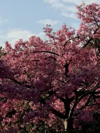 泉州北濱江公園的花樹火了~