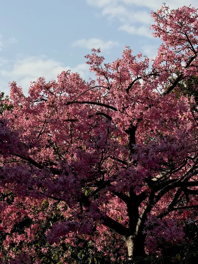 泉州北濱江公園的花樹火了~ 泉州北濱江公園的花樹火了~