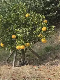 濟州島solo trip一人遊吃住行攻略