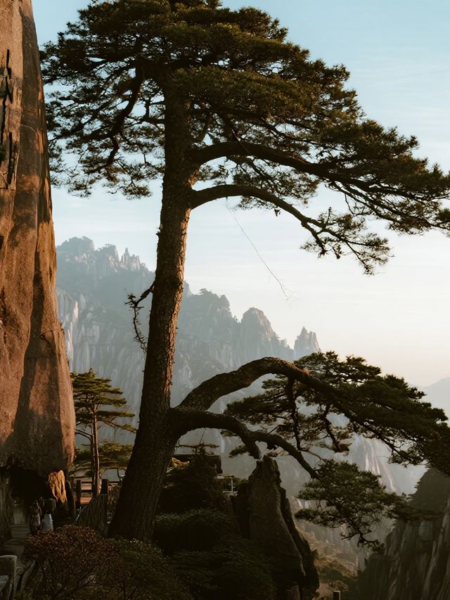 黃山冬日親子雪遊！免票攻略輕鬆打卡～