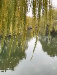 老舍：上帝把秋和冬全賜給了濟南