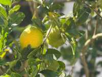 在南澳隱秘山谷裡,住進了她的花藝工作室