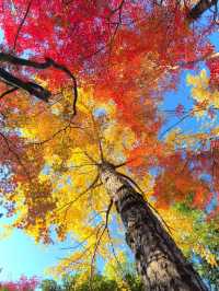 12月的秋霞圃,這裡的「楓」景美到失語